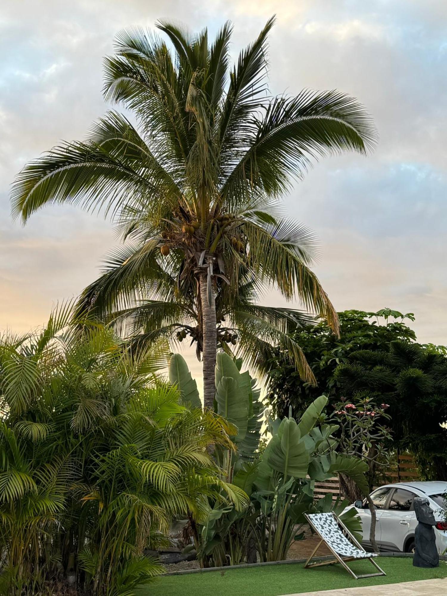 La Bananeraie Apt 35M2 Piscine Jardin Tropical Parking Prive Saint-Leu Eksteriør bilde