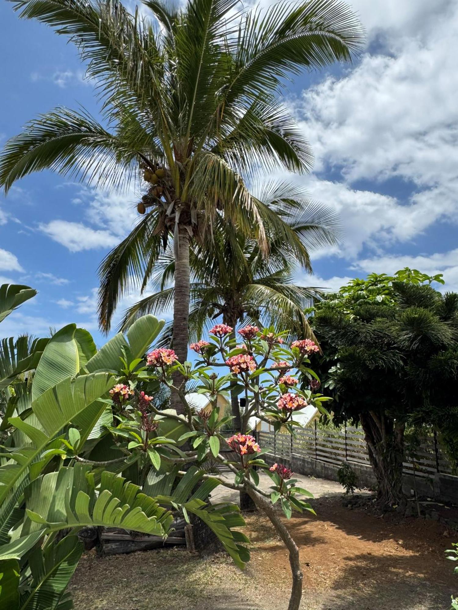 La Bananeraie Apt 35M2 Piscine Jardin Tropical Parking Prive Saint-Leu Eksteriør bilde